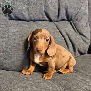 Titus, Dachshund Puppy